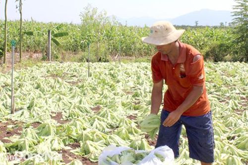 Hệ lụy từ mua đất đồng sở hữu