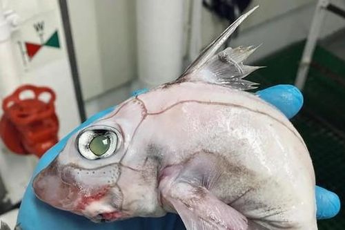 Cá quái thú gây sốt mạng Instagram