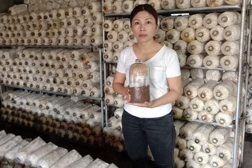 Cô giáo âm nhạc thành công với nghề trồng nấm
