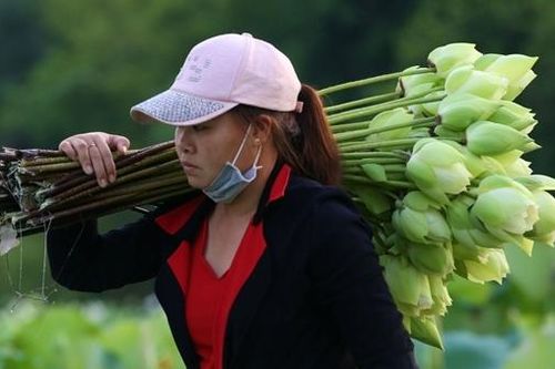 Nhộn nhịp mùa thu hoạch sen ở xứ Huế