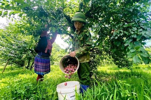 Mận Sơn La được mùa, thương lái nườm nượp đến thu mua