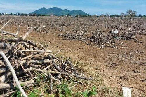 Rừng phòng hộ ven biển Hà Tĩnh chết khô hàng loạt