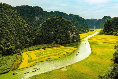 Ngắm cờ hội 'Sắc vàng Tam Cốc' rộng hơn 10.000m2 được tạo hình từ lúa