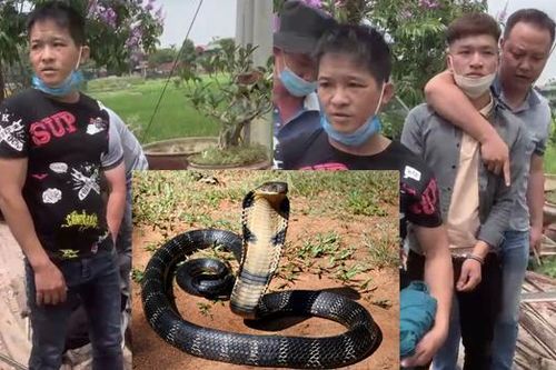 Khởi tố bị can hai nam thanh niên đưa rắn hổ chúa từ Lạng Sơn về Hà Nội tiêu thụ