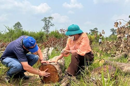 Đắk Lắk: Kỷ luật chủ tịch xã vì để xảy ra vụ phá gần 400 ha rừng