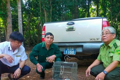 Bình Phước: Thả 2 con cu li quý hiếm về rừng tự nhiên