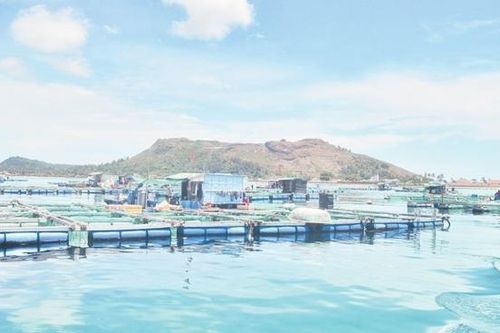 Phát triển nuôi biển công nghệ cao