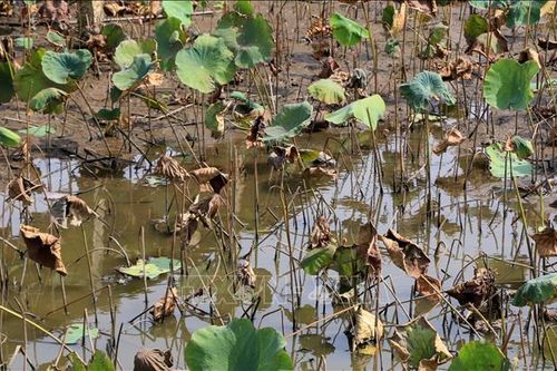 Nông dân trồng sen lo lắng vì bệnh thối ngó, cháy lá
