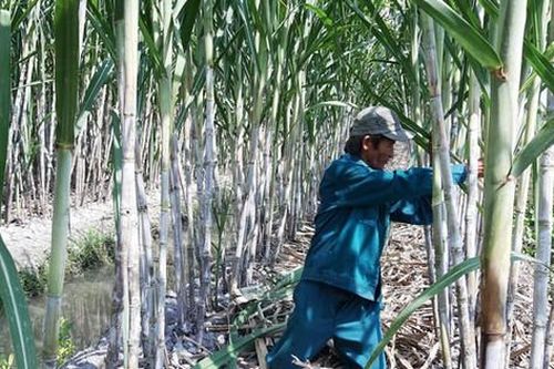 Casuco đầu tư cho vụ mía mới 2022-2023