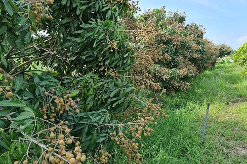 An Giang khai thác dư địa phát triển nông nghiệp