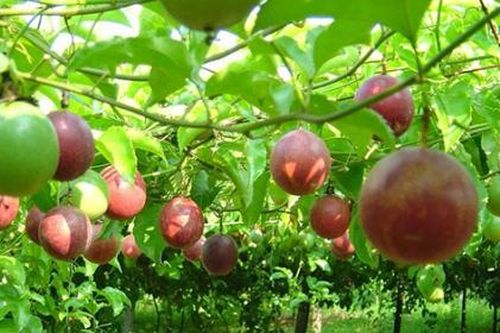 Trung Quốc mở cửa nhập khẩu tạm thời cho chanh leo Việt Nam