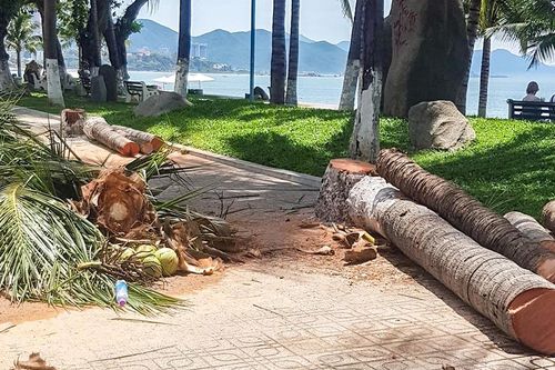 Hàng dừa lâu năm ở Nha Trang bị chặt hạ