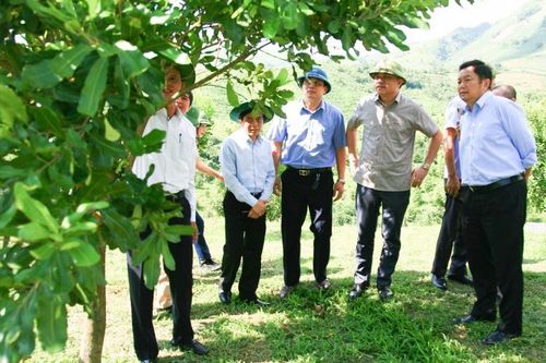 Điện Biên tháo gỡ khó khăn cho các dự án mắc-ca