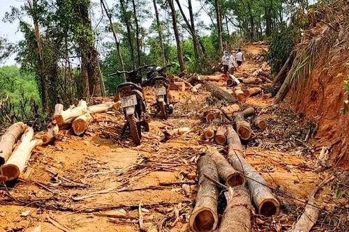 Xử phạt đối tượng khai thác rừng trái phép tại Thừa Thiên – Huế