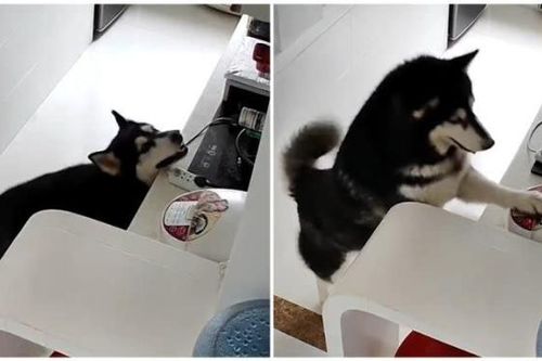 Chú chó husky biết nấu cơm