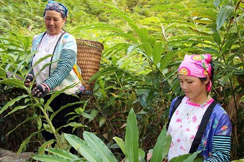 Chuỗi giá trị dược liệu gắn với du lịch