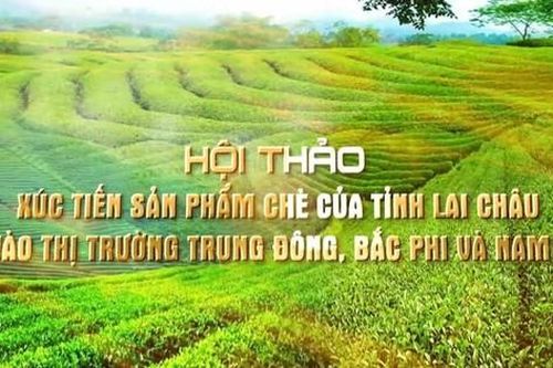 Lai Châu xúc tiến đưa sản phẩm chè vào thị trường Trung Đông, Bắc Phi và Nam Á