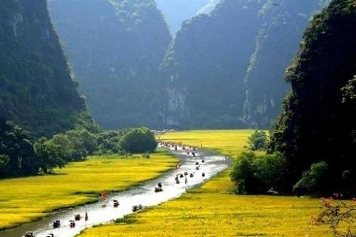 Tam Cốc - Mùa vàng vẫy gọi