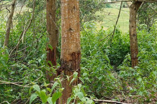Bình Định: Kiểm điểm chủ rừng để lấn chiếm 9ha đất nhưng không báo cáo