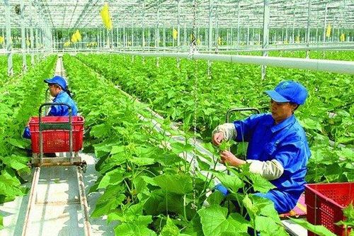 Nông dân không thiếu kiến thức, họ chỉ thiếu 'động cơ để thay đổi'