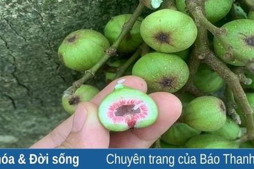 Món ngon từ... sung