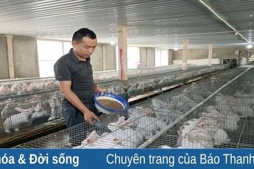 Thanh niên làm giàu từ nuôi thỏ