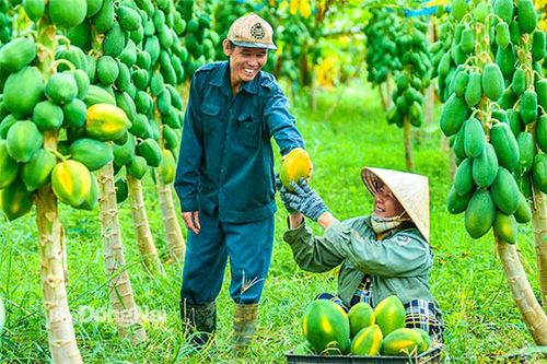 Mùa trái chín ở Long Khánh