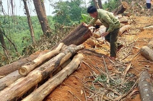 Làm rõ vụ đốn hạ trái phép rừng trồng phòng hộ JBIC ở Thừa Thiên - Huế