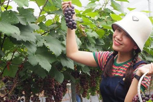 'Lạc bước' vào vườn nho ở ngoại thành Hà Nội cứ ngỡ như đang ở Ninh Thuận