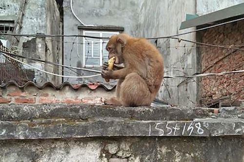 Cá thể khỉ quý hiếm quậy phá 'tưng bừng' trong khu dân cư ở Quảng Trị