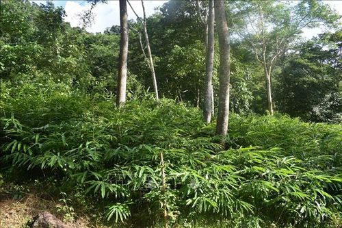 Phát triển cây dược liệu quý tại Khu bảo tồn thiên nhiên Pù Hu