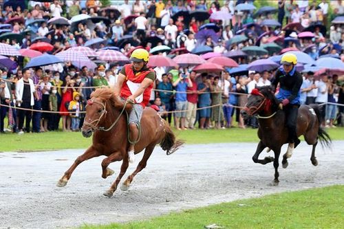 Ngựa thồ tung vó trên cao nguyên Bắc Hà