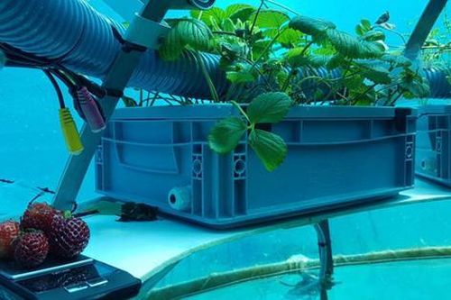 'Canh tác nông nghiệp' dưới đáy biển