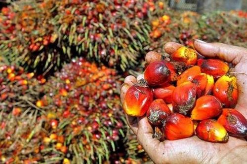 Chính phủ Indonesia nới lỏng các quy tắc xuất khẩu dầu cọ