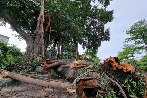 'Cây đa đặc biệt' án ngữ giữa trục đường hơn 6.400 tỷ ở thủ đô