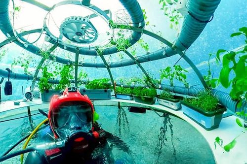Cảnh tượng kinh ngạc ở khu vườn dưới đáy biển độc nhất hành tinh
