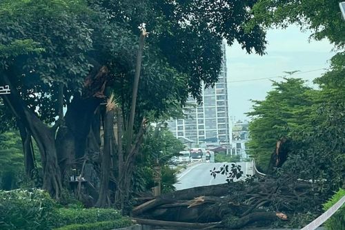 Hà Nội: Cây đa cổ thụ gãy cành chắn ngang đường, giao thông ùn tắc