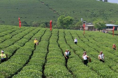 Mộc Châu, Sơn La: Chú trọng phát triển nông nghiệp công nghệ cao