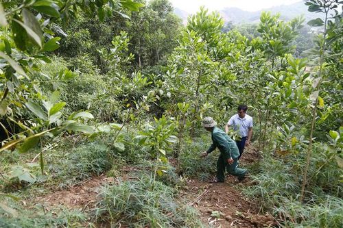 Thêm nguồn thu nhập bền vững từ rừng cho người dân Kon Tum