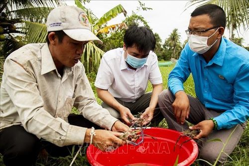 Ứng phó linh hoạt với biến đổi khí hậu, xâm nhập mặn - Bài cuối: Kỳ vọng từ con tôm