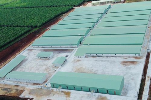 Gia Lai: Sẽ di dời trại heo 'khủng' thi công thần tốc với hàng loạt vi phạm nghiêm trọng