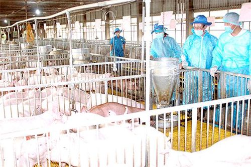 Việt Nam có vaccine phòng dịch tả heo châu Phi