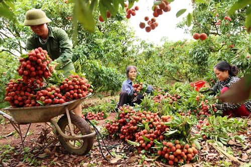 Phiên chợ nông sản, đặc sản các tỉnh Đồng bằng sông Hồng 2022 sẽ diễn ra từ 17-19/6