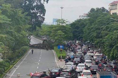 Cây đa hơn 100 tuổi đổ chắn ngang đường, giao thông tê liệt