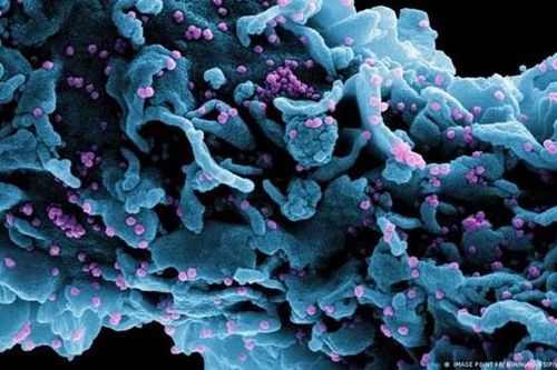 Phát hiện hơn 5.000 loài virus bí ẩn dưới đại dương