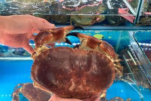 Sự thật về cua nâu Nauy siêu gạch đang gây 'bão' chợ mạng