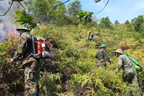 Chủ động phòng, chống cháy rừng trong mùa cao điểm