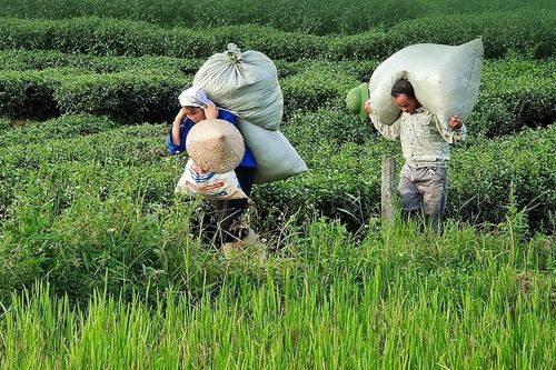Lai Châu: Đưa cây chè thành nông sản chủ lực, gắn với phát triển du lịch
