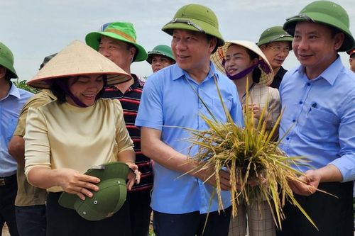 Nông dân Hải Dương nghỉ việc, kéo nhau đi xem hội lúa rươi hữu cơ