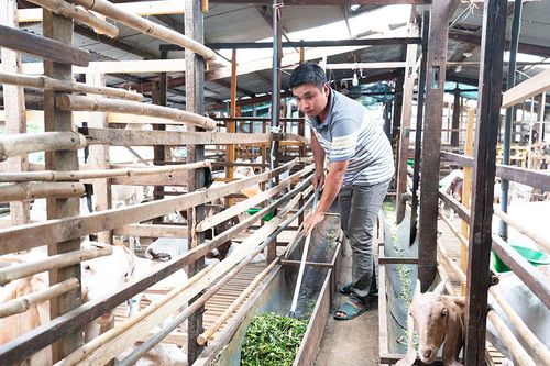 Chăn nuôi giúp tăng thu nhập cho nông dân xã An Hòa
